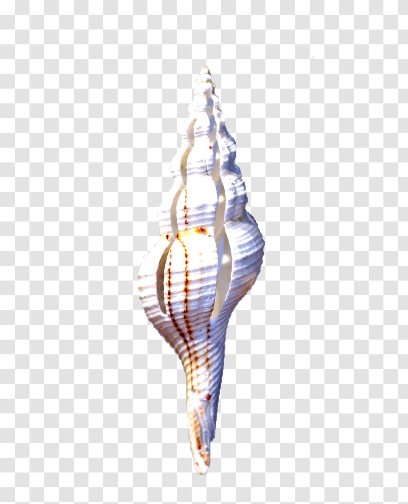 Download Google Images Ocean Computer File - Conch - HD Clips Transparent PNG