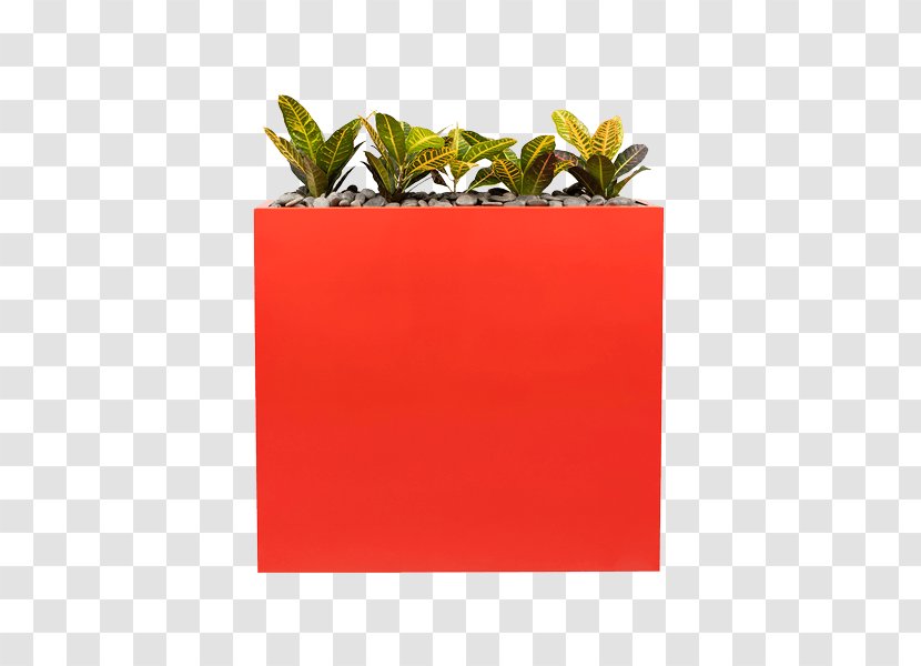 PHS Greenleaf Plants Petra Rectangle Premise - Sansevieria Cylindrica Plant Transparent PNG