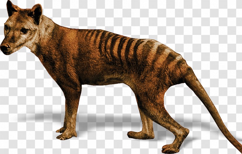 Tiger Tasmanian Devil Thylacine Gray Wolf Transparent PNG