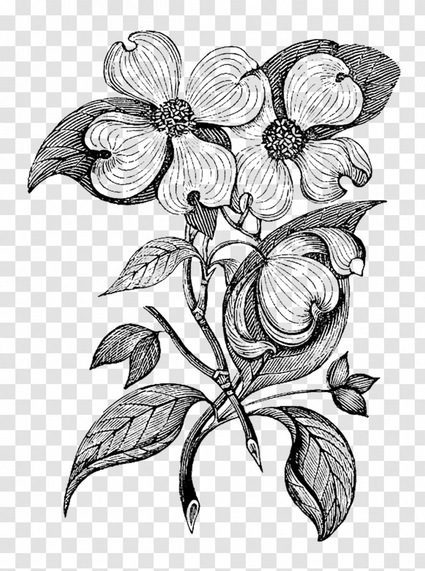 Flowering Dogwood Botany Art - Artwork - Botanical Flowers Transparent PNG