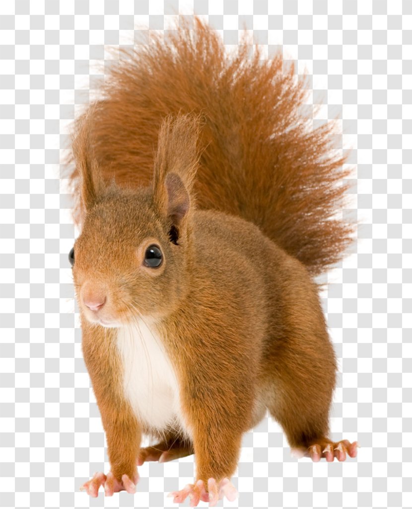 Chipmunk Red Squirrel Rodent - Ground Transparent PNG