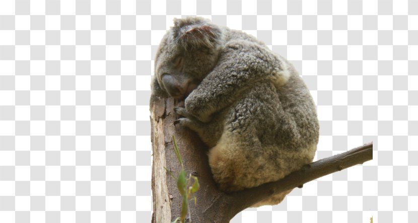 Koala Bear Cuteness Cat - Dog - Sleeping Tree Transparent PNG
