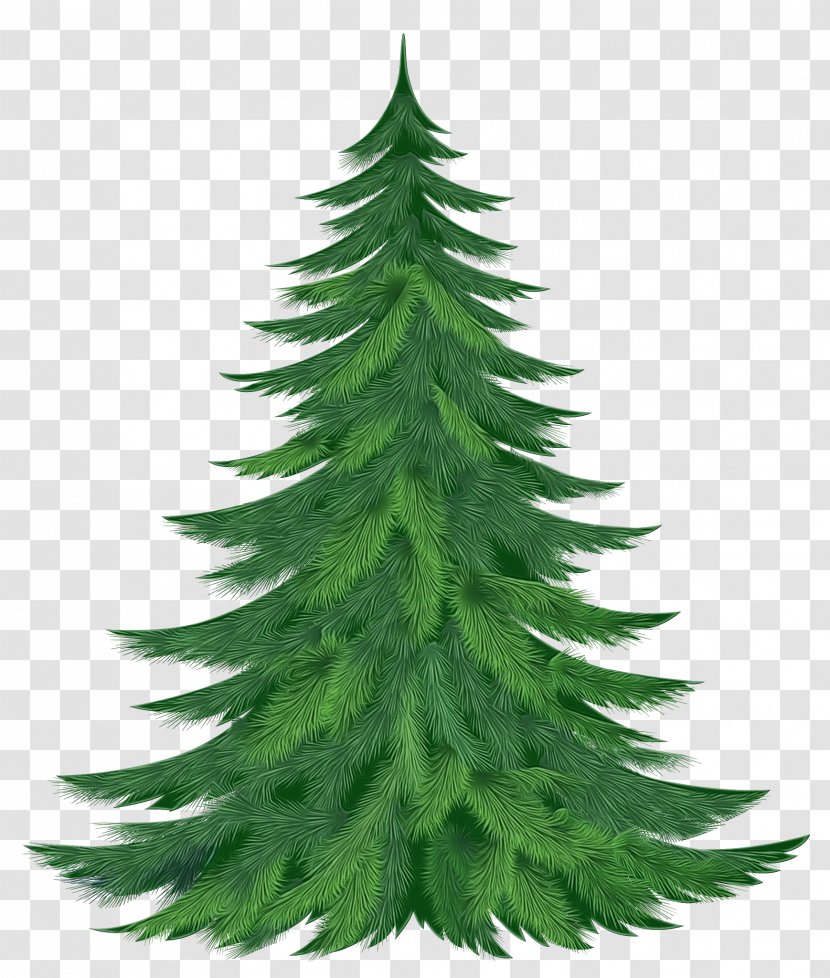 Shortleaf Black Spruce Balsam Fir Yellow Colorado White Pine - Tree Lodgepole Transparent PNG