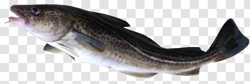 Fish Atlantic Cod Alaska Pollock Pacific - Ray Finned - Seafood Transparent PNG