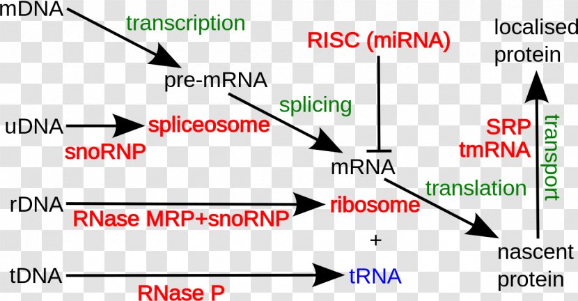 Non-coding RNA DNA Coding Region Ribosomal - Rna - Messenger Transparent PNG