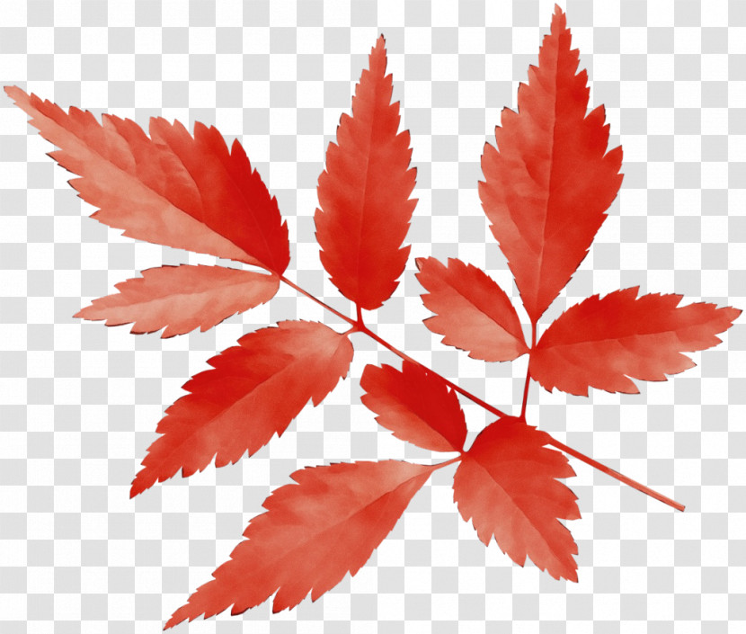 Maple Leaf Transparent PNG