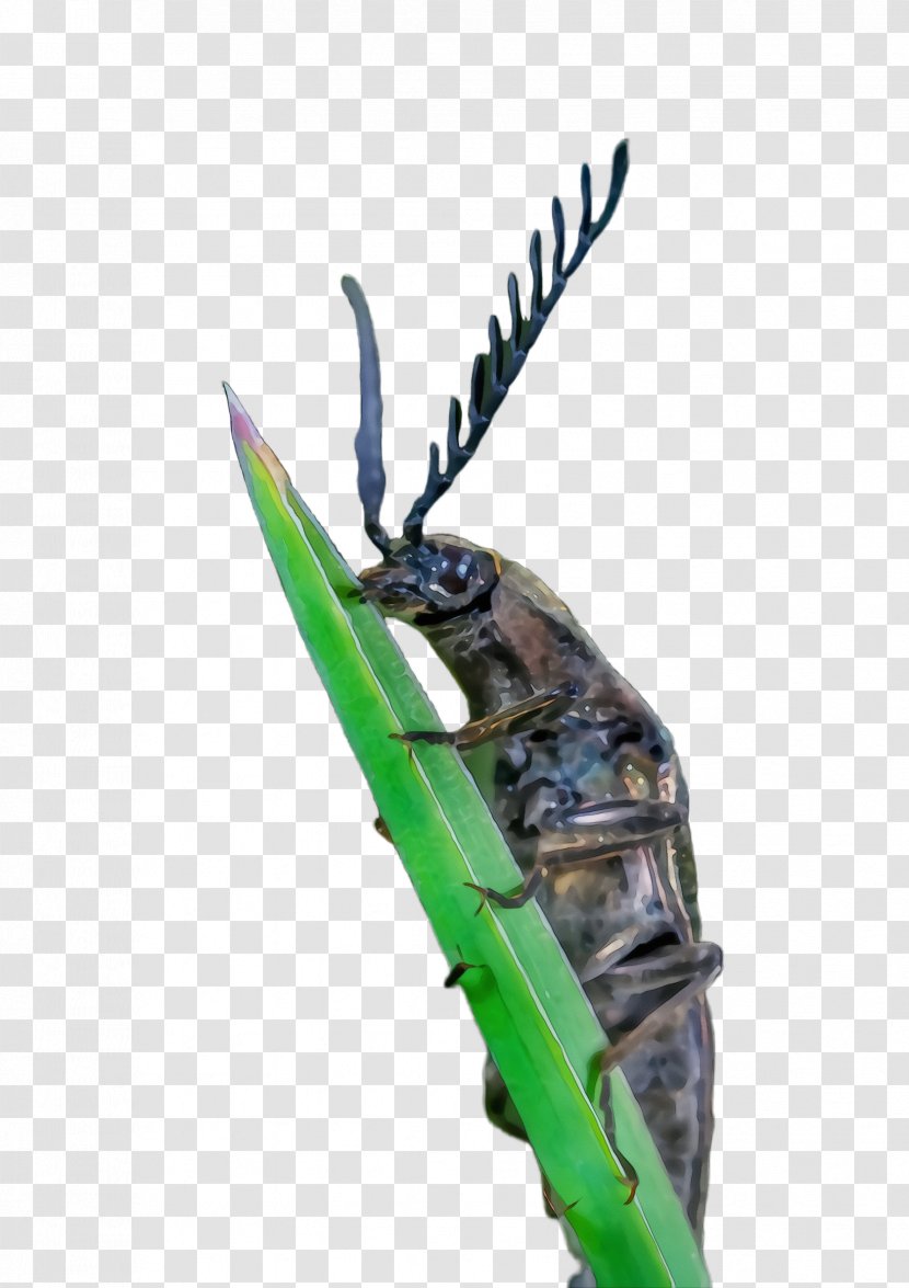 Insect Beetle Blister Beetles Pest Bug - Jewel Transparent PNG
