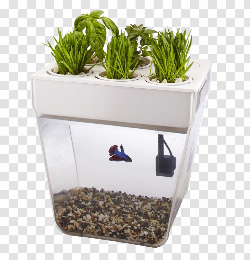 Aquaponics Water Garden Aquarium Back To The Roots - Plant - Betta Transparent PNG