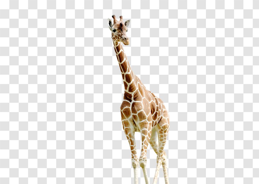 Giraffe Photography - Computer Graphics Transparent PNG