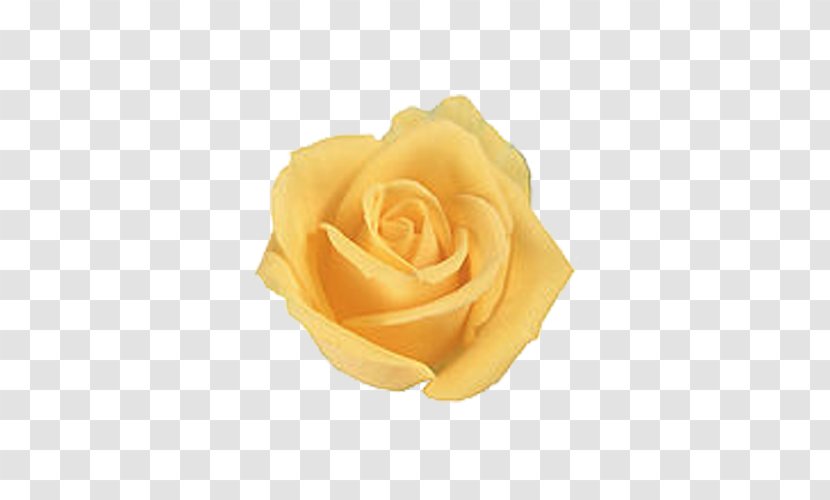 Rose Yellow Flower Wallpaper - Order - Roses Transparent PNG