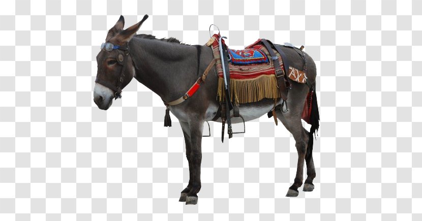 Donkey Icon - Horse Like Mammal Transparent PNG