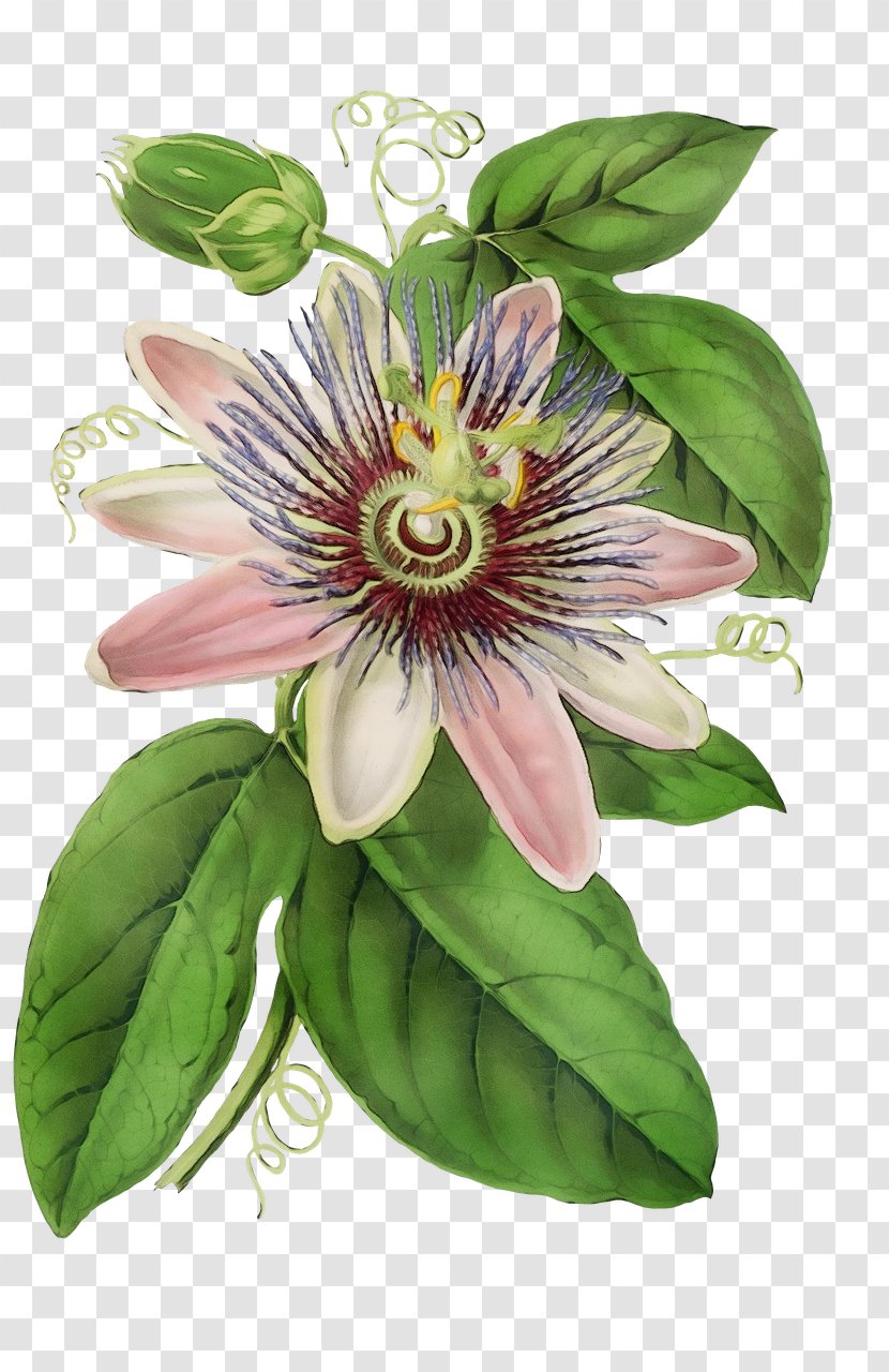 Purple Passionflower Drawing Bluecrown Passion Of Jesus - Watercolor - Lecythidaceae Fruit Transparent PNG