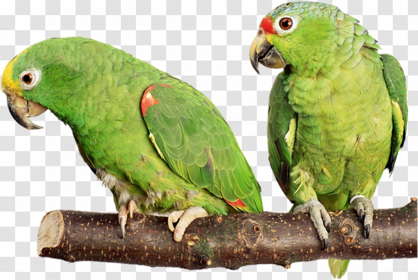 Birdcage Cockatiel Budgerigar Cockatoo - Parakeet - Parrot Transparent PNG
