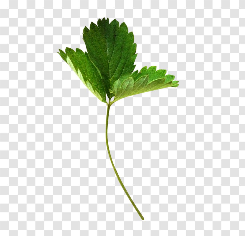 Musk Strawberry Leaf - Berry Transparent PNG