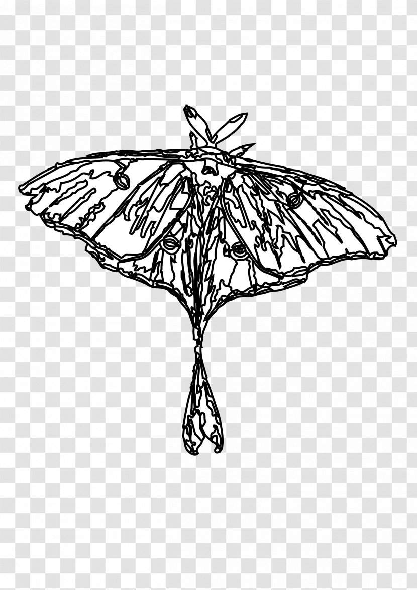 Butterfly Luna Moth Insect European Gypsy - Black And White Transparent PNG