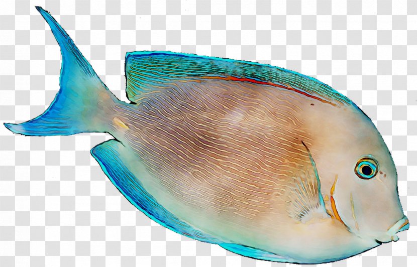 Coral Reef Fish Marine Biology - Parrotfish Transparent PNG