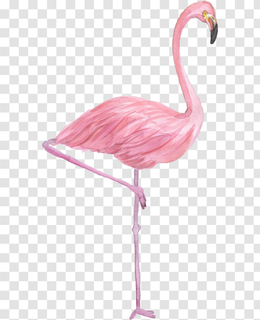 Flamingo Drawing Watercolor Painting - Bird Transparent PNG