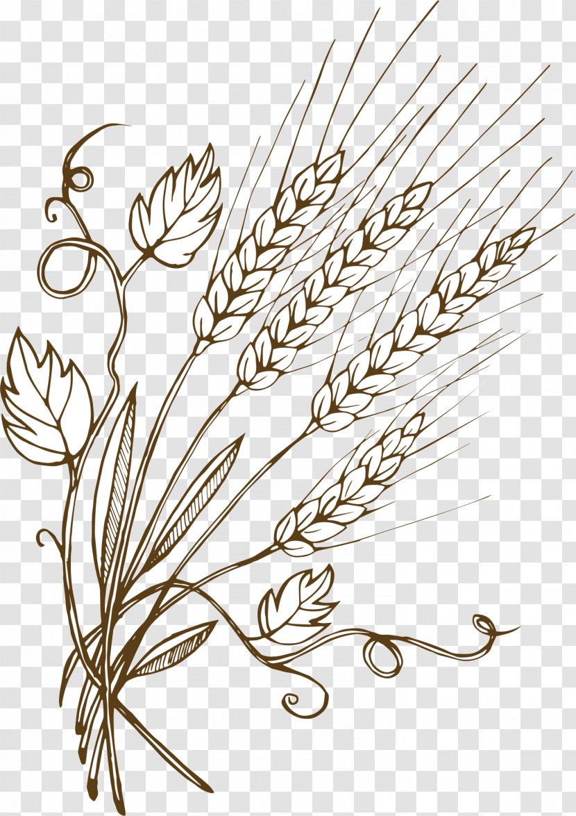 Vector Graphics Wheat Barley Illustration Malt - Plant Transparent PNG