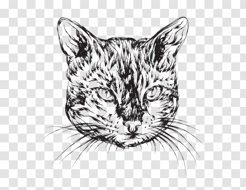 Whiskers Wildcat Tiger Tabby Cat - Domestic Shorthaired Transparent PNG