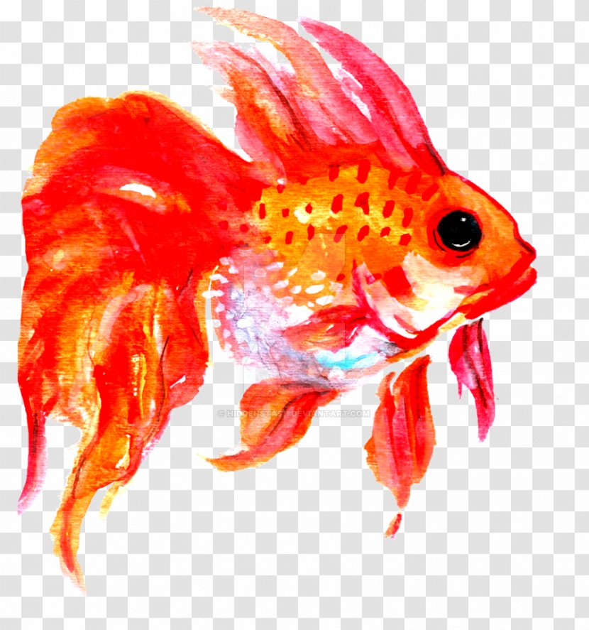 Goldfish Tail - Bony Fish Transparent PNG