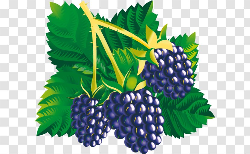 Mulberry Amora Blackberry - Berry Transparent PNG