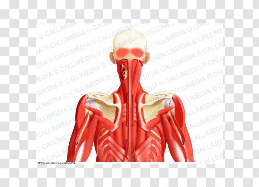 Muscular System Muscle Posterior Triangle Of The Neck Head And Anatomy Human Body - Tree - Muscles Larynx Transparent PNG