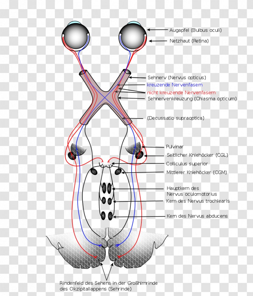 Visual System Perception Optic Nerve Chiasm Brain - Frame Transparent PNG