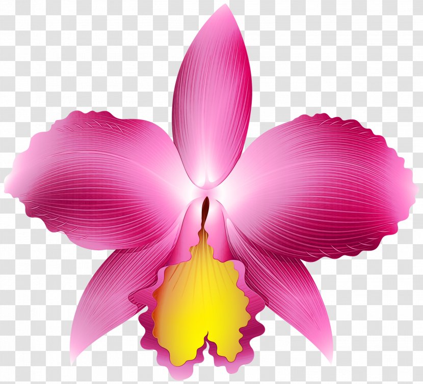 Flowering Plant Petal Flower Cattleya Labiata Pink - Laelia Orchid Transparent PNG
