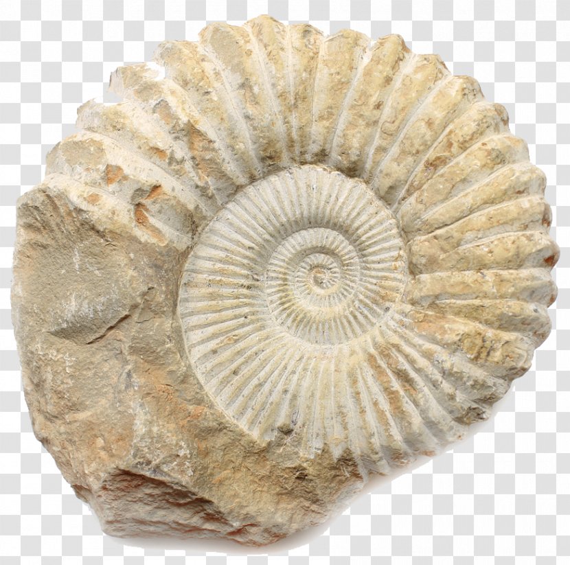 Ammonites Fossil Limestone Orthoceras Calvert Cliffs State Park - Sedimentary Rock - Trilobite Transparent PNG