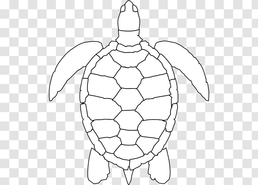 Green Sea Turtle Drawing Clip Art - Area - Outline Transparent PNG