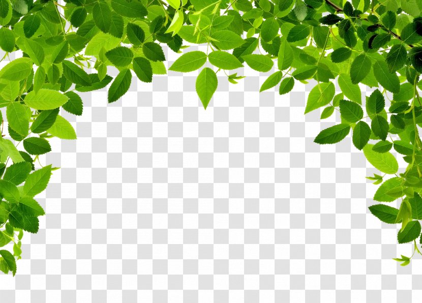 Leaf Photography - Shutterstock - Leaves Border Transparent PNG