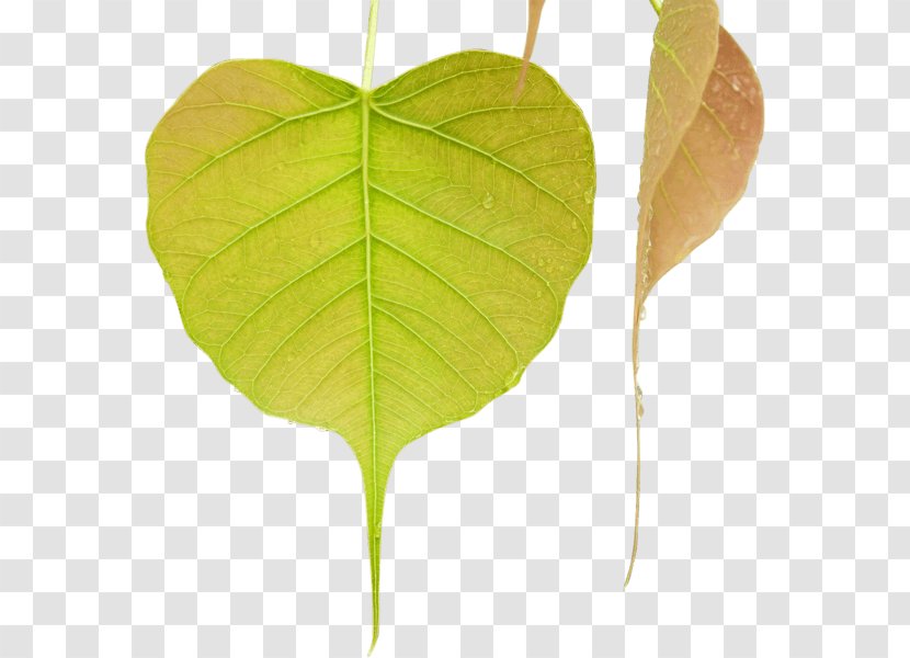 Bodhi Tree Leaf Mahamevnawa Buddhist Monastery Shraddha TV Image - Flowering Plant Transparent PNG