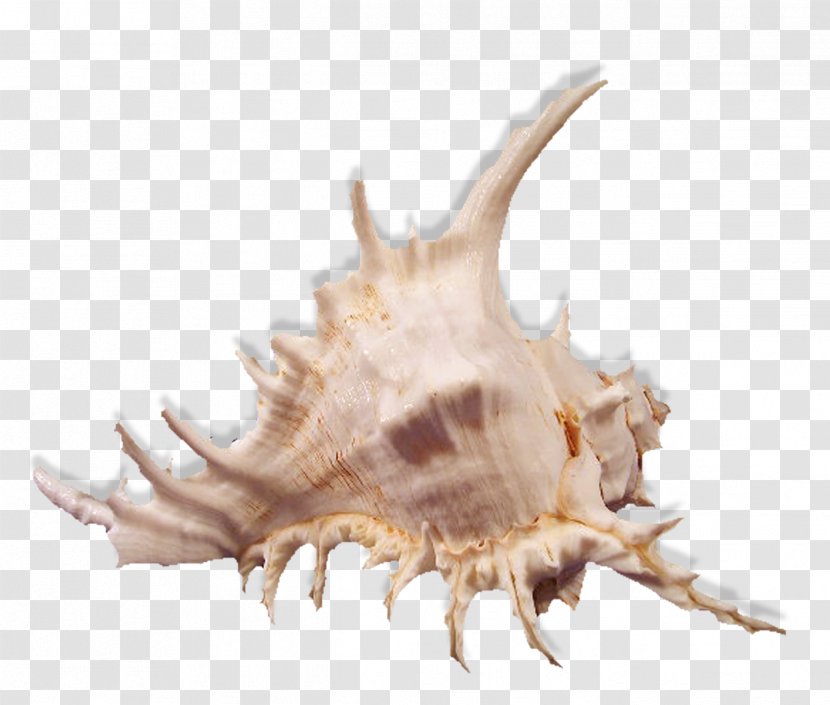 Seashell Conchology Sea Snail Transparent PNG