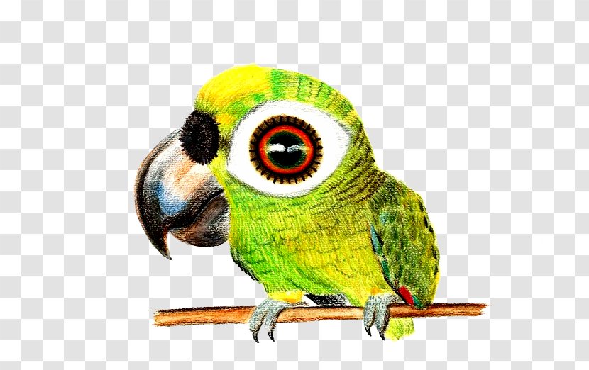 Bird Drawing Colored Pencil Sketch - Pen Cases - Hand-painted Parrot Transparent PNG