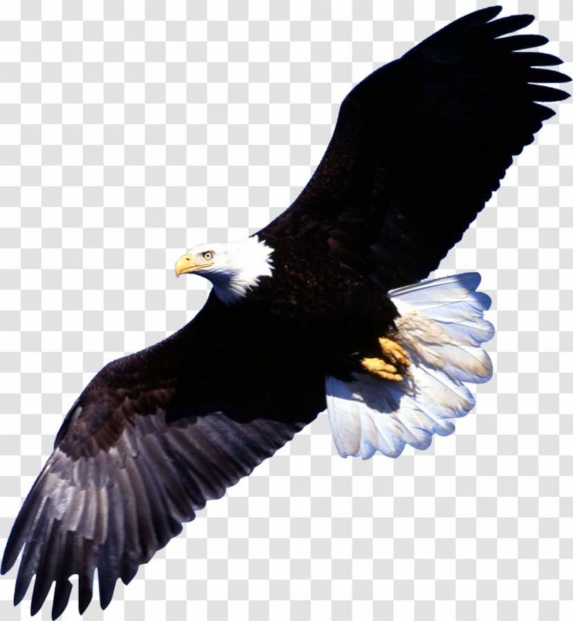 Bald Eagle Bird Desktop Wallpaper Image - Golden Transparent PNG