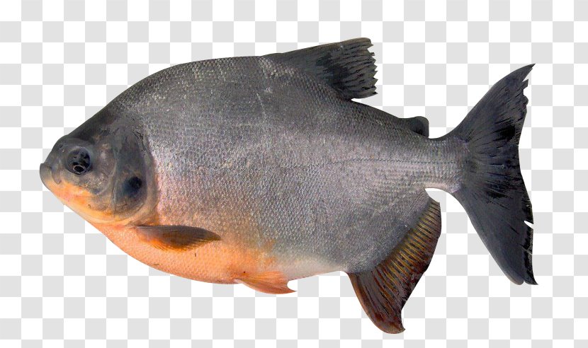 Tambaqui Fish Pacu Orinoco Piaractus Brachypomus - Peixe De Couro Transparent PNG