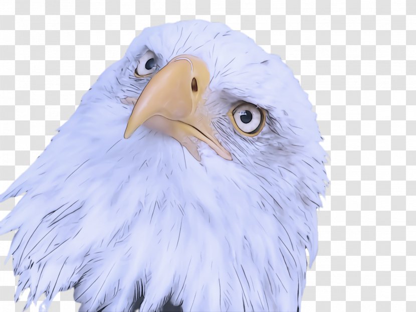 Feather - Bald Eagle - Sea Transparent PNG