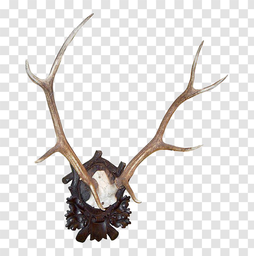 Antler Roe Deer Elk White-tailed Transparent PNG