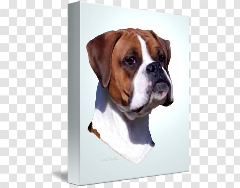 Valley Bulldog Boxer Olde English Bulldogge Dog Breed Transparent PNG