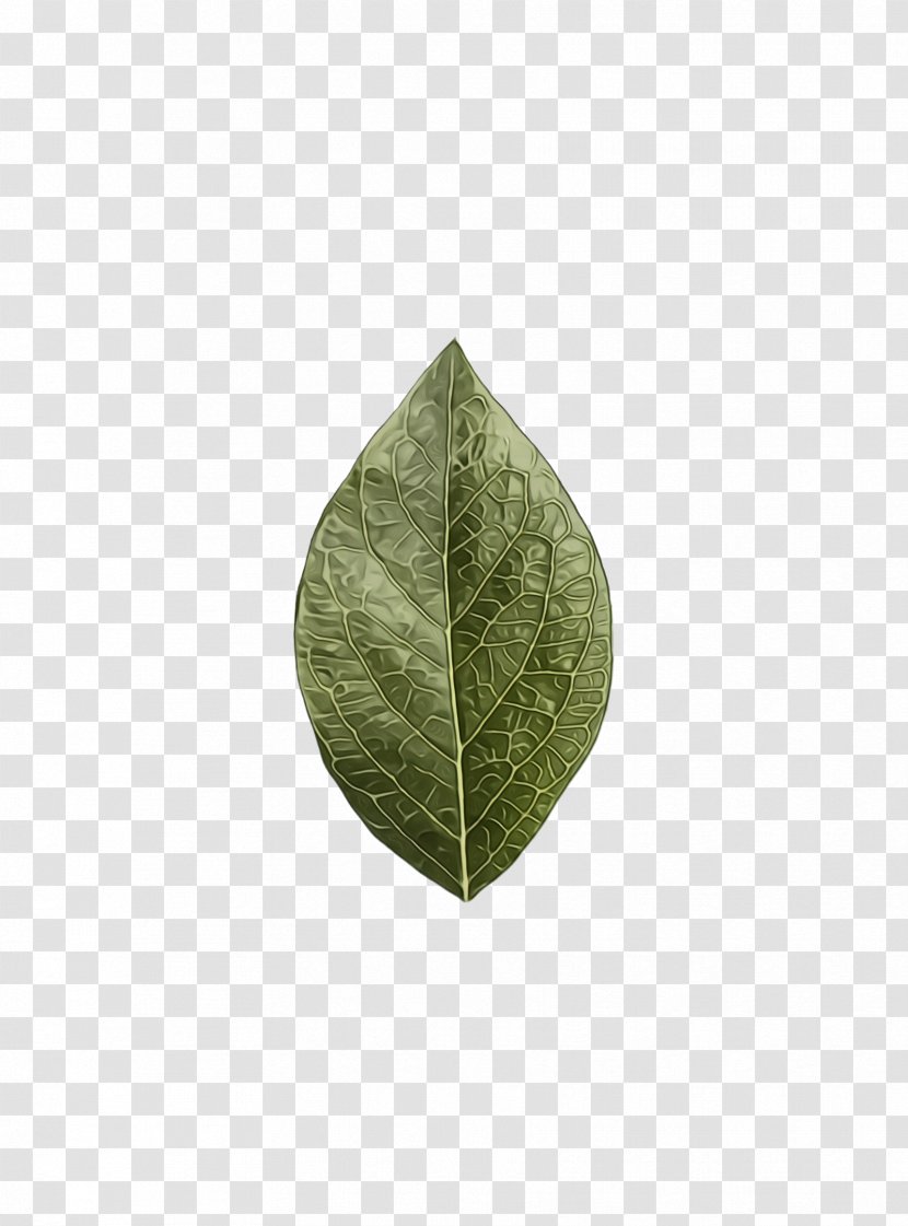 Green Leaf - Wet Ink - Bay Anthurium Transparent PNG