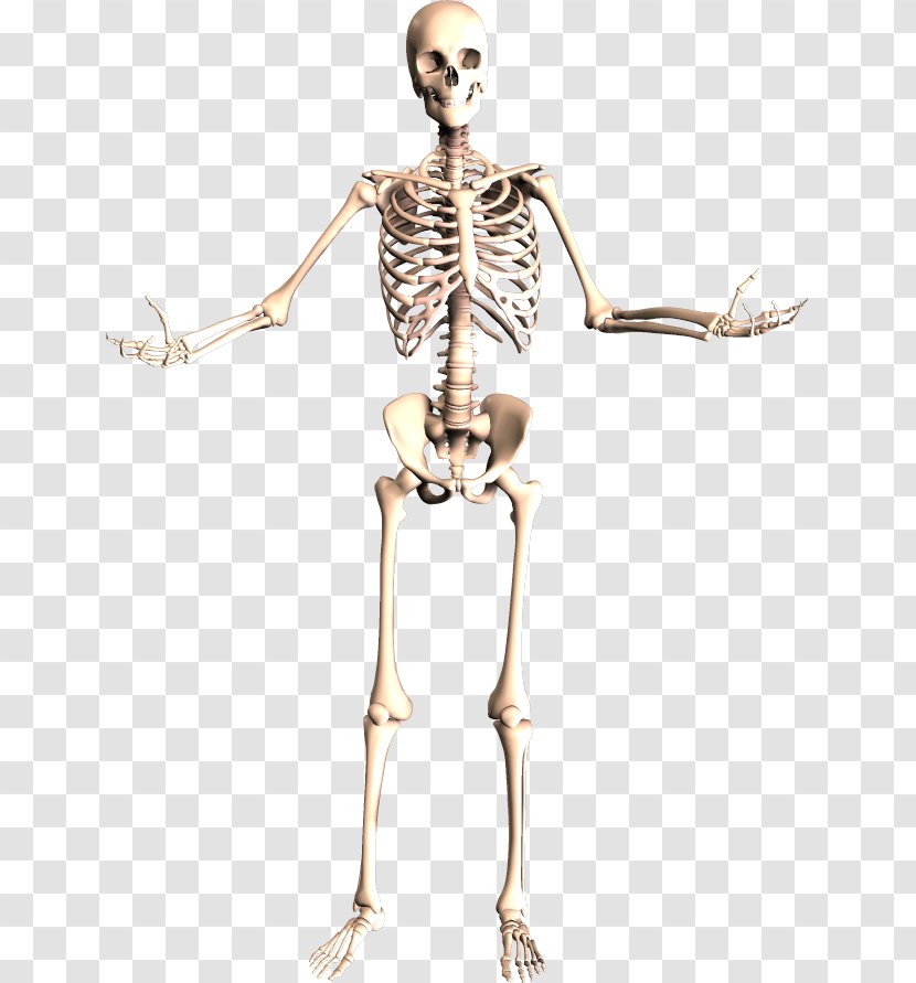 The Skeletal System Human Skeleton Body Anatomy - Tree Transparent PNG