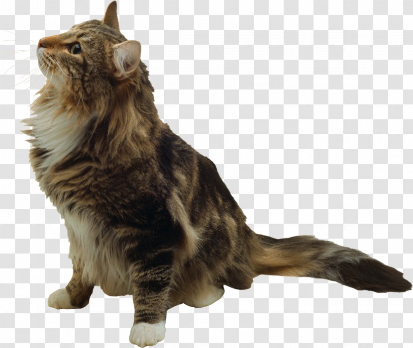 Whiskers Maine Coon Felidae Domestic Short-haired Cat Fur - Clinique - Sylvester Transparent PNG