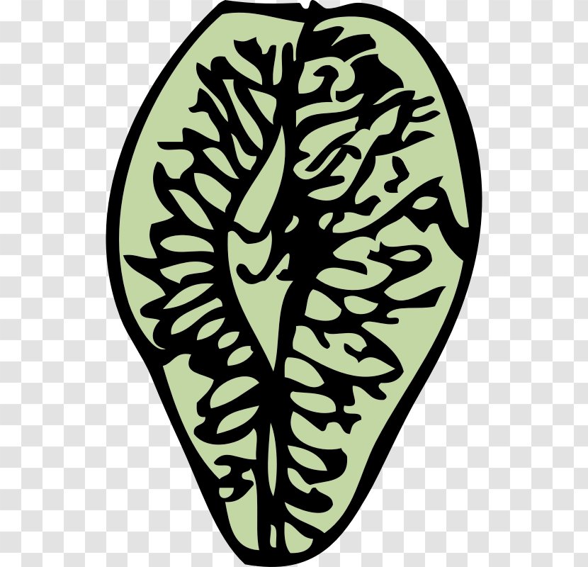 Elm Conifer Cone Clip Art - Pine - Tree Transparent PNG