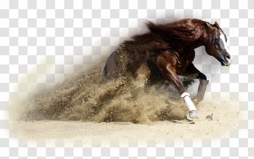 Mustang Stallion Rein Western Horseman Bridle Transparent PNG