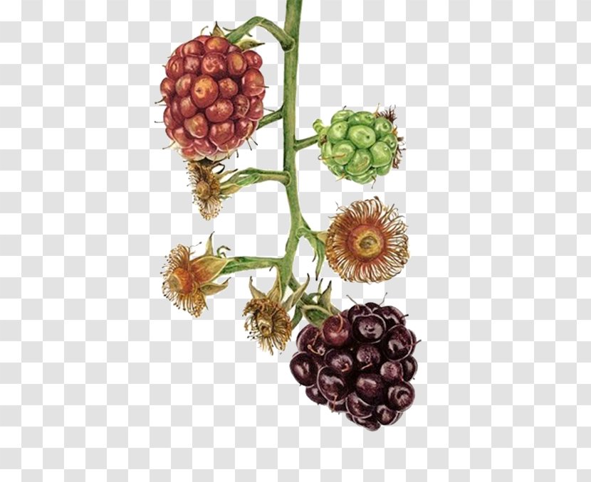 Blackberry Watercolor Painting Art Illustration - Fruit Transparent PNG