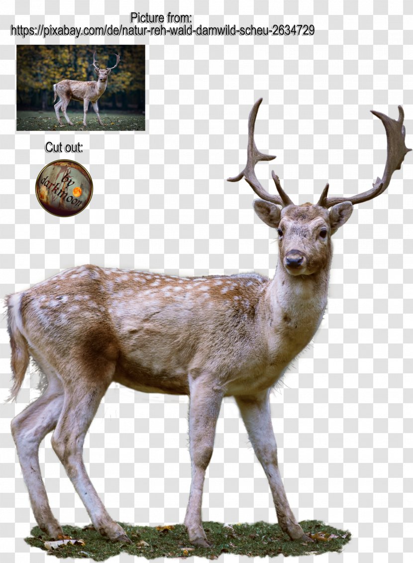 Roe Deer Antler - Reindeer Transparent PNG