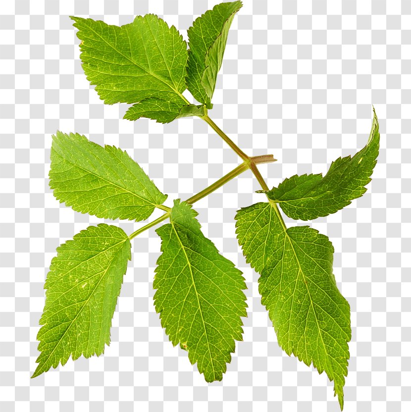 Herbalism Leaf Tree Transparent PNG