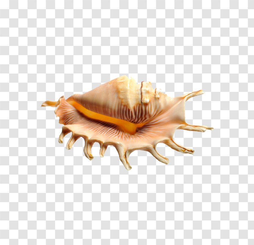 Image Seashell Photography Beach - Product Transparent PNG