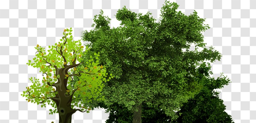 Stock Photography Tree English Oak Crown - Branch Transparent PNG