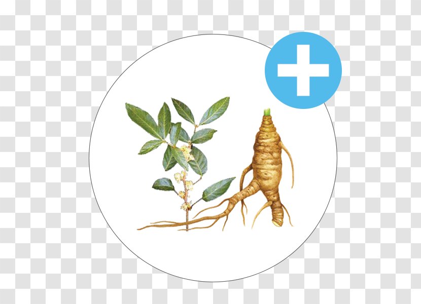 Insect Saw Palmetto Extract Transdermal Patch Cream Pollinator Transparent PNG